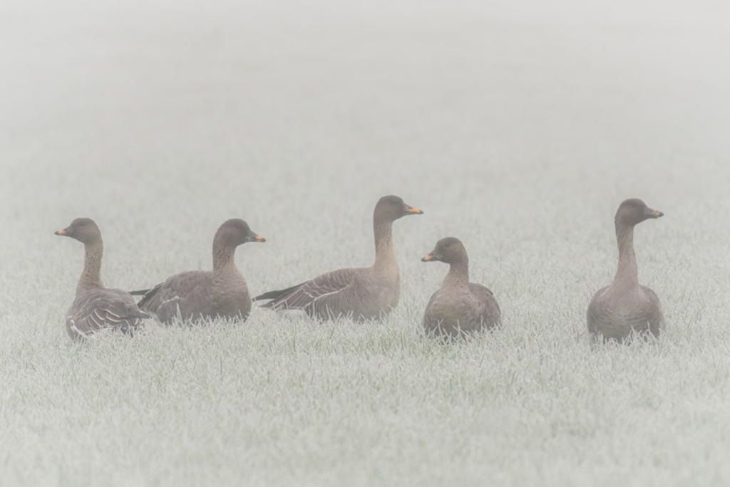 Toendrarietgans